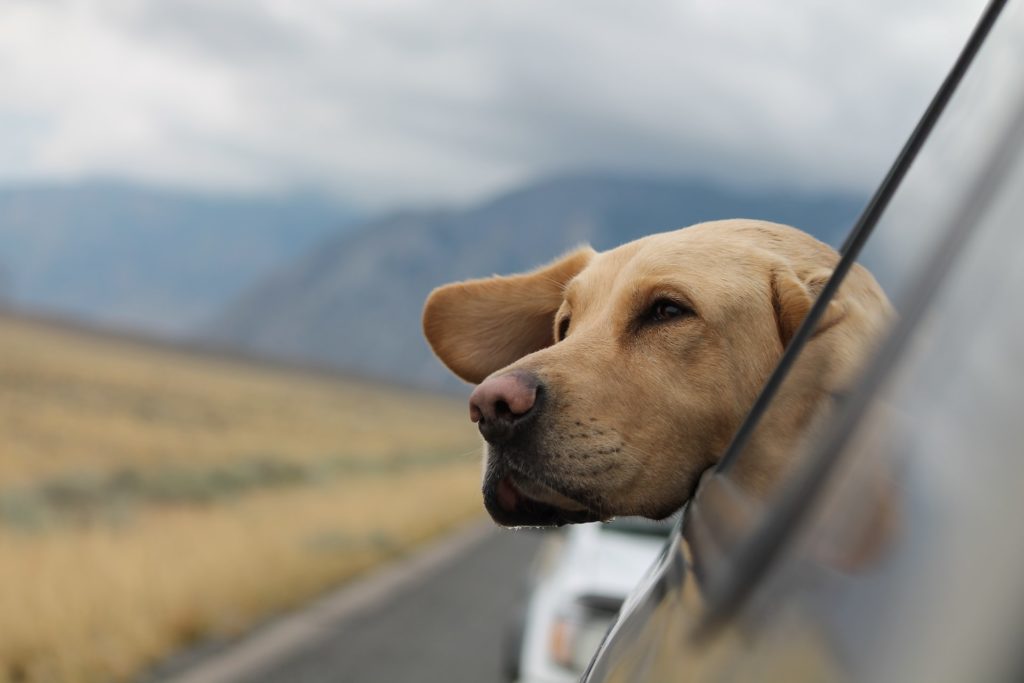 Picture of a dog sticking it's head out a moving car
