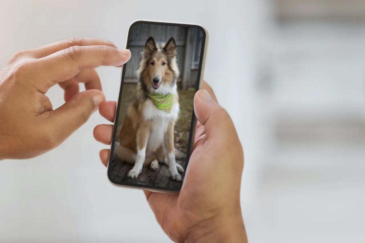 Dog mobile phone smartmockups