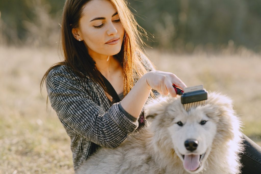 Picture of a woman grooming her dog outdoor in the fields