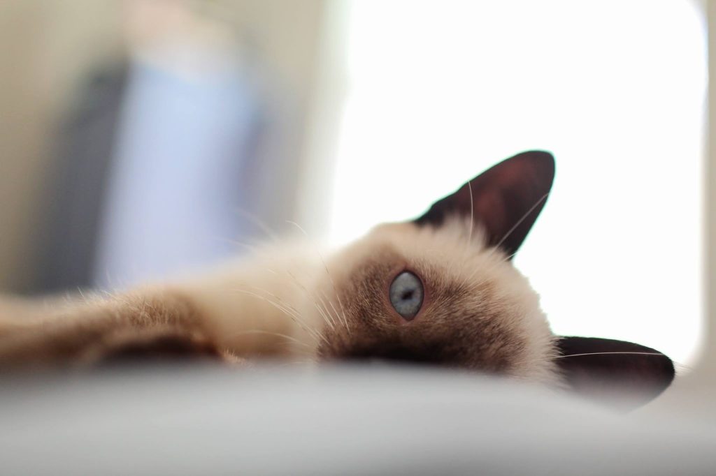 Close up picture of a Siamese cat laying down