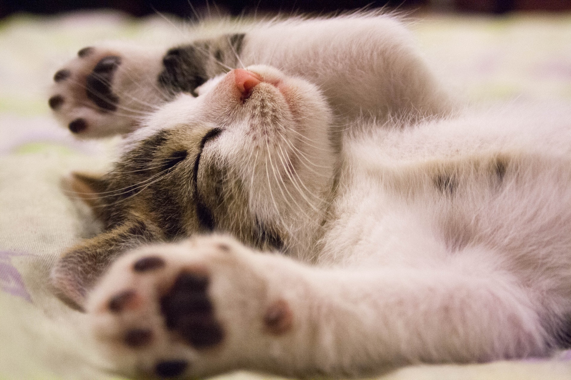 Read more about the article What Is Holistic Pet Care?