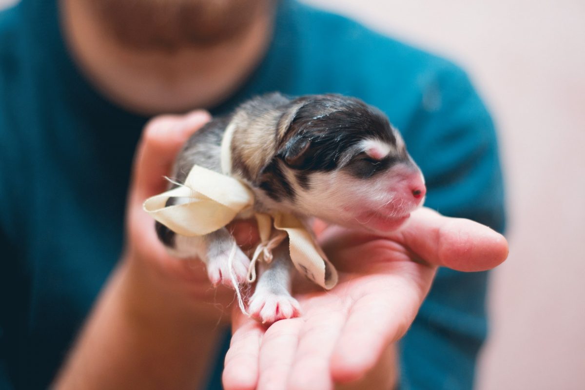 A new born puppy with ribbon caringly being held by a person