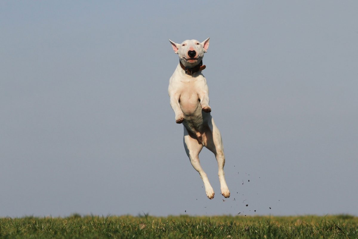 Picture of a white dog mid jump on a grassy field